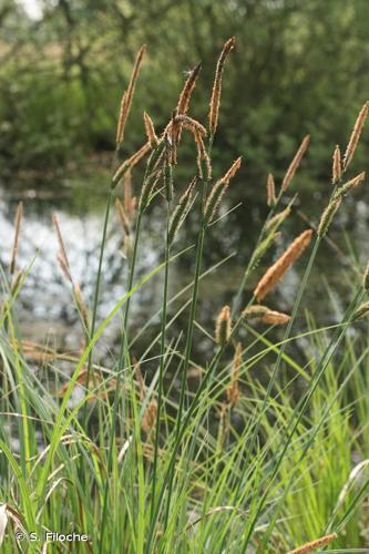 <i>Carex acuta</i> L., 1753 © S. Filoche