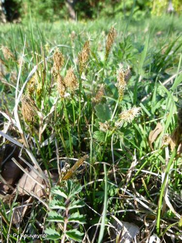 <i>Carex caryophyllea</i> Latourr., 1785 © P. Rouveyrol