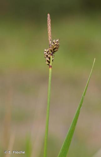 <i>Carex ericetorum</i> Pollich, 1777 © S. Filoche