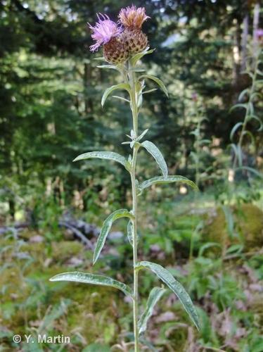 <i>Centaurea decipiens</i> Thuill., 1799 © 