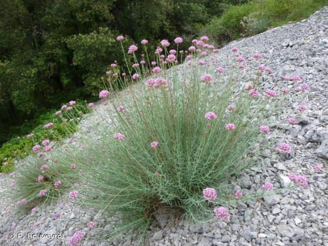 <i>Centranthus lecoqii</i> Jord., 1852 © P. Rouveyrol