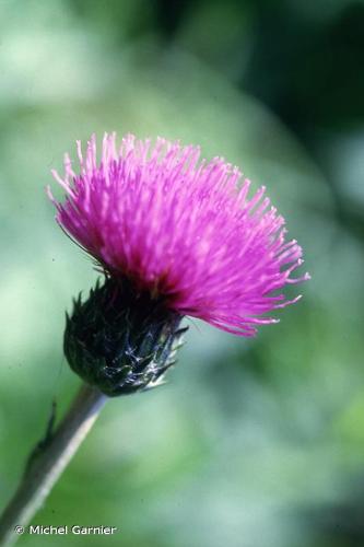 <i>Cirsium dissectum</i> (L.) Hill, 1768 © Michel Garnier