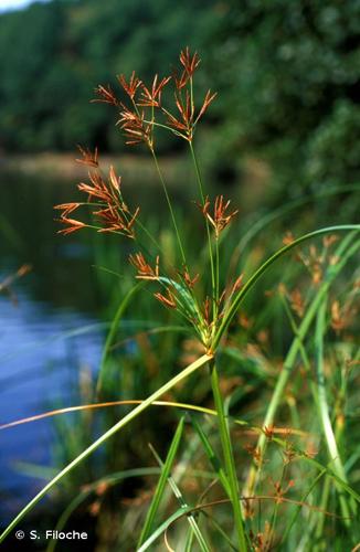 <i>Cyperus longus</i> L., 1753 © S. Filoche