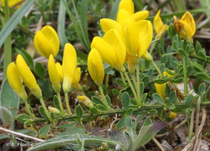 <i>Cytisus decumbens</i> (Durande) Spach, 1845 © S. Filoche