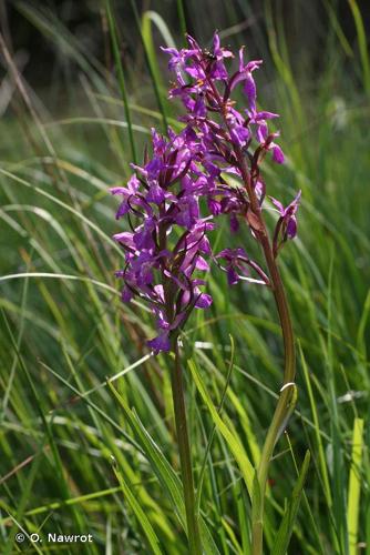 <i>Dactylorhiza traunsteineri</i> (Saut.) Soó, 1962 © O. Nawrot