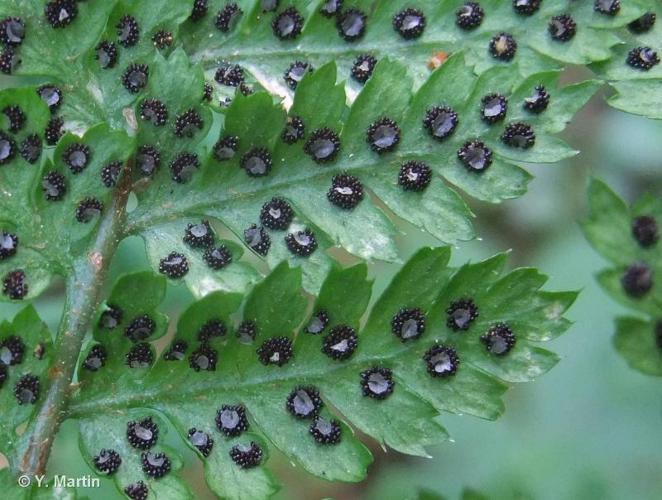 <i>Dryopteris dilatata</i> (Hoffm.) A.Gray, 1848 © 