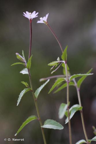 <i>Epilobium collinum</i> C.C.Gmel., 1826 © O. Nawrot