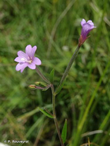 <i>Epilobium obscurum</i> Schreb., 1771 © P. Rouveyrol