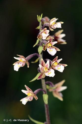 <i>Epipactis palustris</i> (L.) Crantz, 1769 © J.-C. de Massary