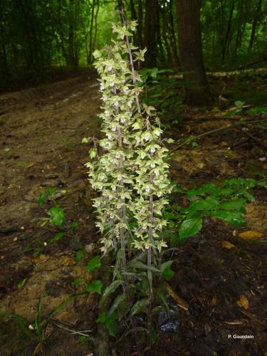 <i>Epipactis purpurata</i> Sm., 1828 © P. Gourdain