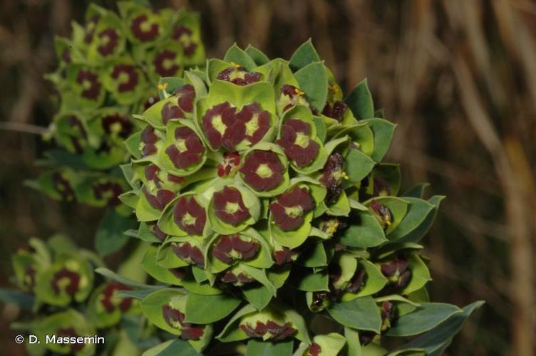 <i>Euphorbia characias</i> L., 1753 © D. Massemin