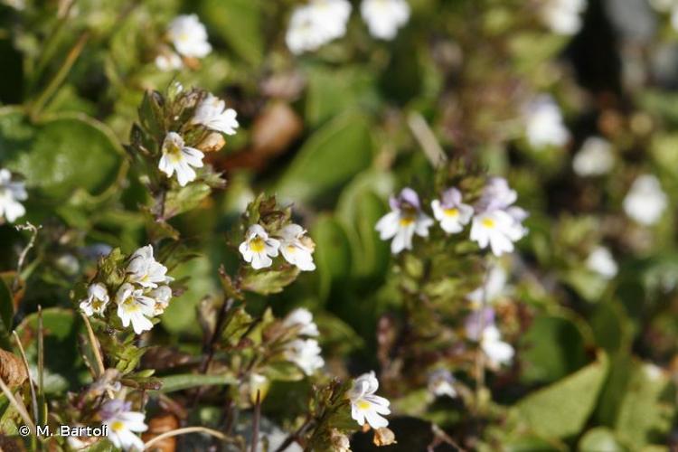 <i>Euphrasia minima</i> Jacq. ex DC., 1805 © M. Bartoli