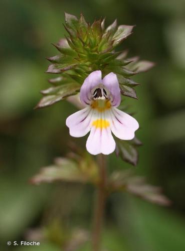 <i>Euphrasia stricta</i> D.Wolff ex J.F.Lehm., 1809 © S. Filoche