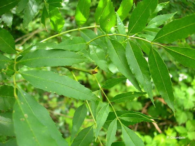 <i>Fraxinus angustifolia</i> Vahl, 1804 © P. Gourdain