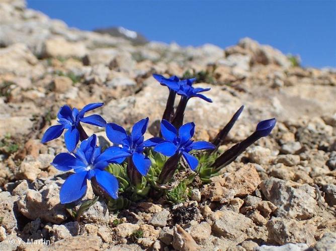 <i>Gentiana schleicheri</i> (Vacc.) Kunz, 1939 © 