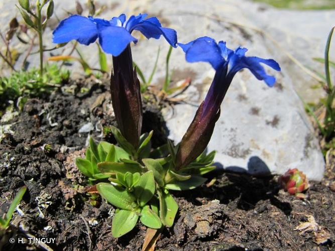 <i>Gentiana verna</i> L., 1753 © H. TINGUY