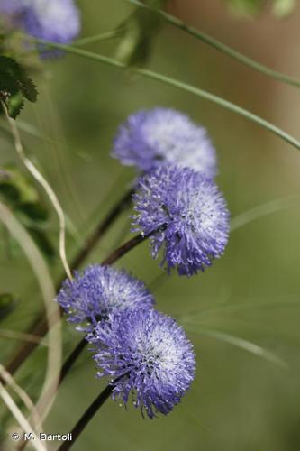 <i>Globularia nudicaulis</i> L., 1753 © M. Bartoli