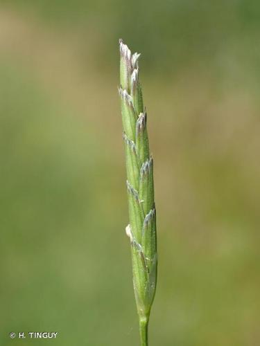 <i>Glyceria declinata</i> Bréb., 1859 © H. TINGUY