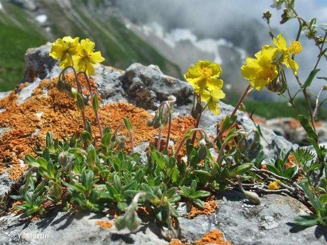 <i>Helianthemum italicum</i> (L.) Pers., 1806 © 