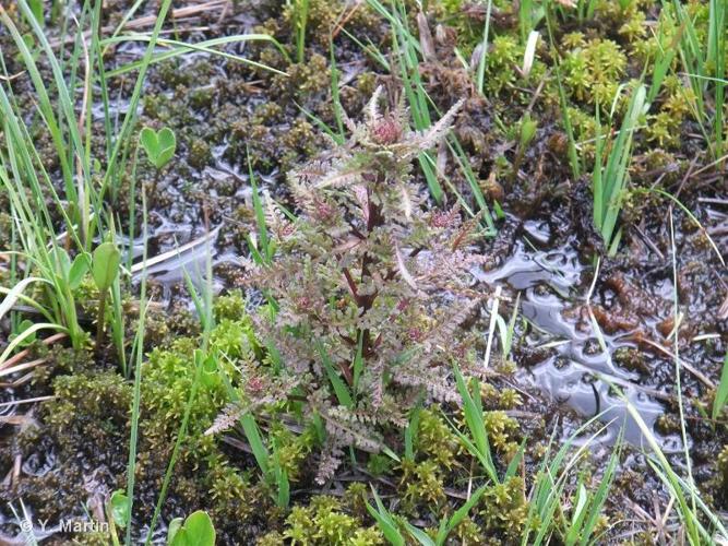 <i>Pedicularis palustris</i> L., 1753 © 