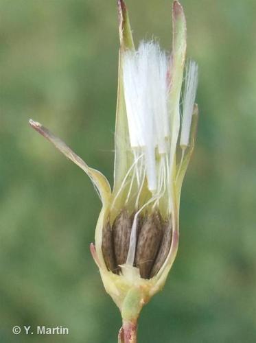 <i>Lactuca serriola</i> L., 1756 © 