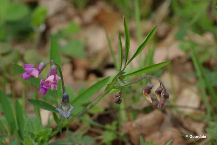 <i>Lathyrus linifolius</i> (Reichard) Bässler, 1971 © P. Gourdain