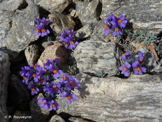 <i>Linaria alpina</i> (L.) Mill., 1768 © P. Rouveyrol