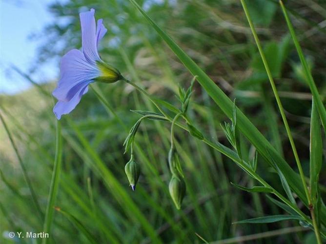 <i>Linum alpinum</i> Jacq., 1762 © 