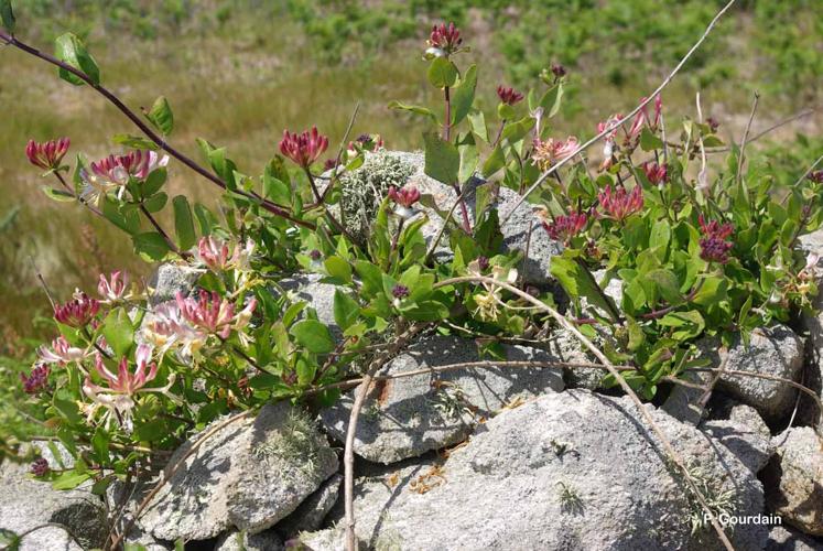 <i>Lonicera periclymenum</i> L., 1753 © P. Gourdain