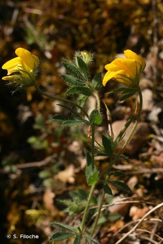 <i>Lotus pedunculatus</i> Cav., 1793 © S. Filoche