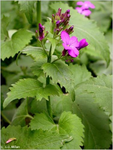 <i>Lunaria annua</i> L., 1753 © 