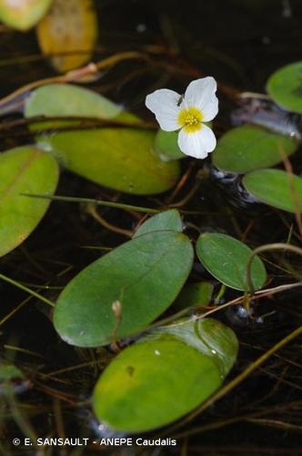 <i>Luronium natans</i> (L.) Raf., 1840 © E. SANSAULT - ANEPE Caudalis