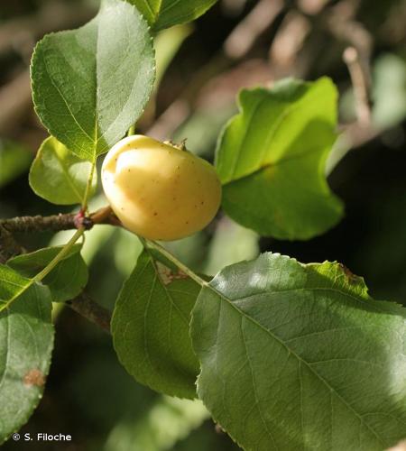 <i>Malus sylvestris</i> Mill., 1768 © S. Filoche