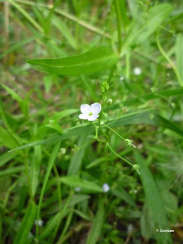 <i>Veronica scutellata</i> L., 1753 © P. Gourdain