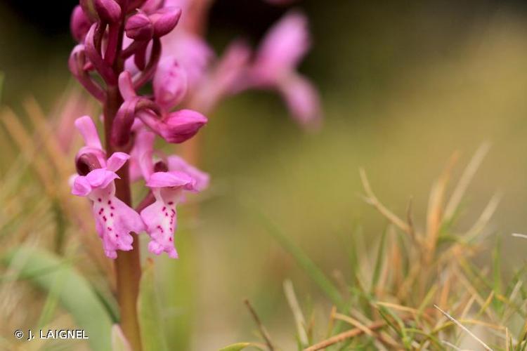 <i>Orchis olbiensis</i> Reut. ex Gren., 1859 © J. LAIGNEL