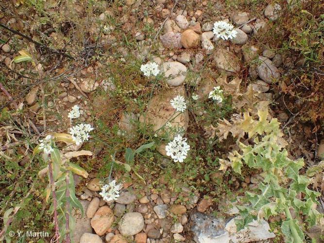 <i>Orlaya grandiflora</i> (L.) Hoffm., 1814 © 