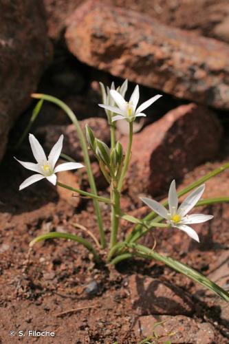 <i>Ornithogalum divergens</i> Boreau, 1857 © S. Filoche