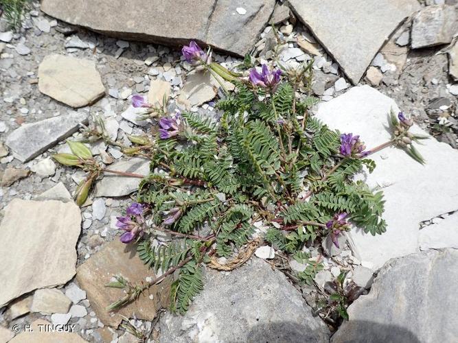 <i>Oxytropis jacquinii</i> Bunge, 1847 © H. TINGUY