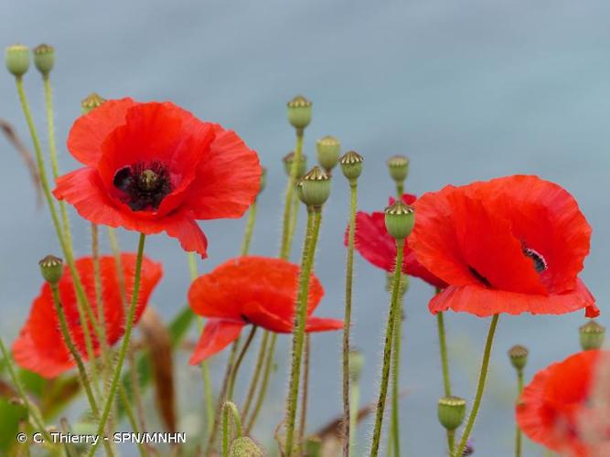 <i>Papaver rhoeas</i> L., 1753 © C. Thierry - SPN/MNHN