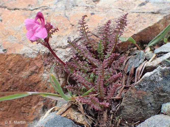 <i>Pedicularis kerneri</i> Dalla Torre, 1882 © 