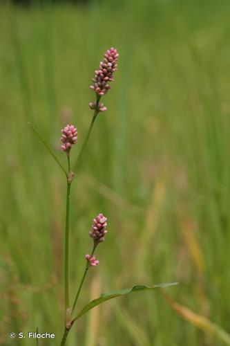 <i>Persicaria maculosa</i> Gray, 1821 © S. Filoche