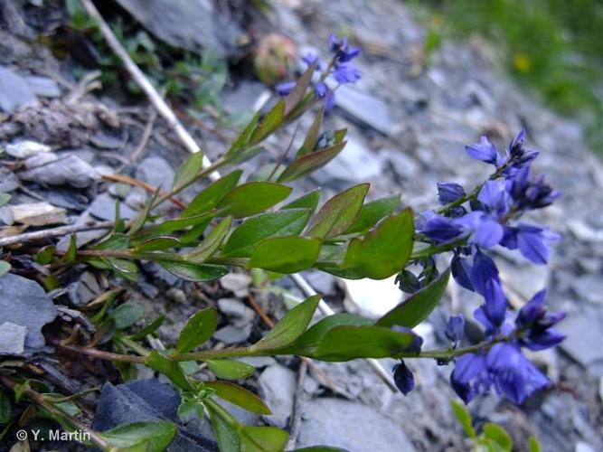 <i>Polygala alpestris</i> Rchb., 1823 © 