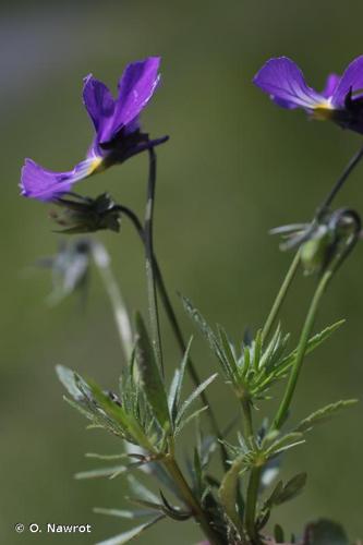 <i>Viola lutea </i>Huds., 1762 subsp.<i> lutea</i> © O. Nawrot