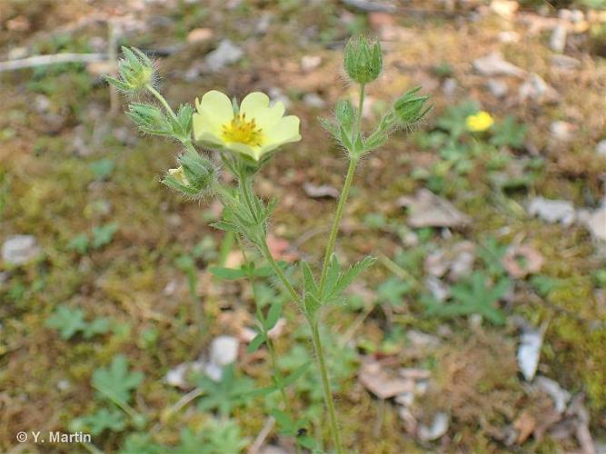 <i>Potentilla recta</i> L., 1753 © 