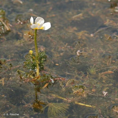 <i>Ranunculus circinatus</i> Sibth., 1794 © S. Filoche