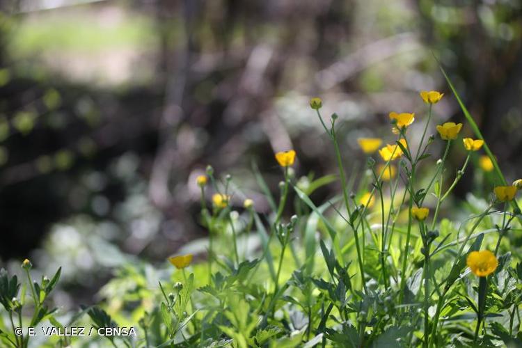 <i>Ranunculus serpens</i> Schrank, 1789 © E. VALLEZ / CBNSA