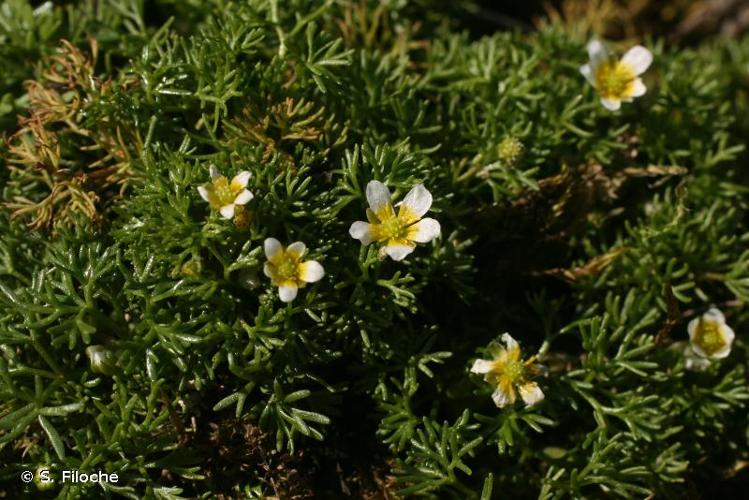 <i>Ranunculus trichophyllus</i> Chaix, 1785 © S. Filoche