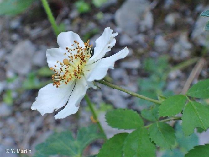 <i>Rosa arvensis</i> Huds., 1762 © 