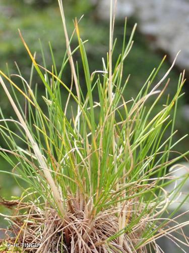 <i>Festuca violacea</i> Ser. ex Gaudin, 1808 © H. TINGUY