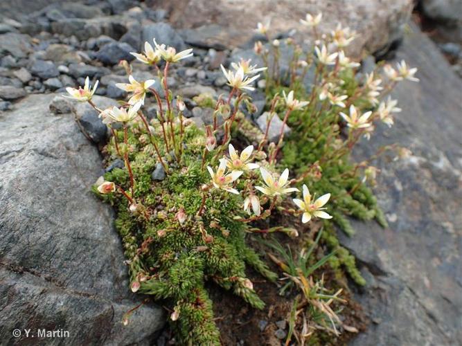 <i>Saxifraga bryoides</i> L., 1753 © 